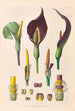 Icones Aroidearum Pl35 - Heinrich Wilhelm Schott — artwork view