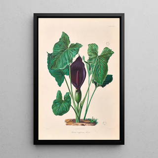 Heinrich Wilhelm Schott - Icones Aroidearum Pl37.webp