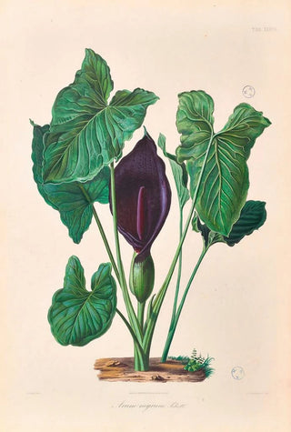 Heinrich Wilhelm Schott - Icones Aroidearum Pl37.webp