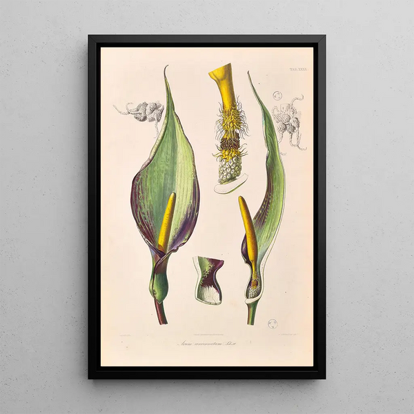 Icones Aroidearum Pl40 - Heinrich Wilhelm Schott — framed artwork on a wall
