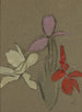 Petits lys - Helene Schjerfbeck — artwork view