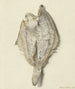 Petit poisson plat - Hendrik Gerrit ten Cate — artwork view