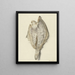 Petit poisson plat - Hendrik Gerrit ten Cate — framed artwork on a wall