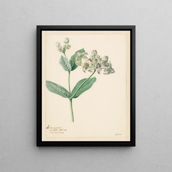 Calotropis - Hendrik Schwegman — framed artwork on a wall