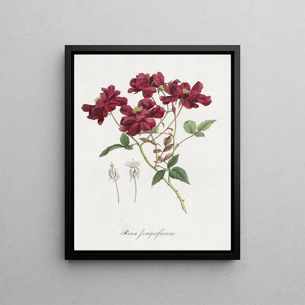 Chinese Rose Rosa chinensis Jacq - Hendrik Schwegman — framed artwork on a wall