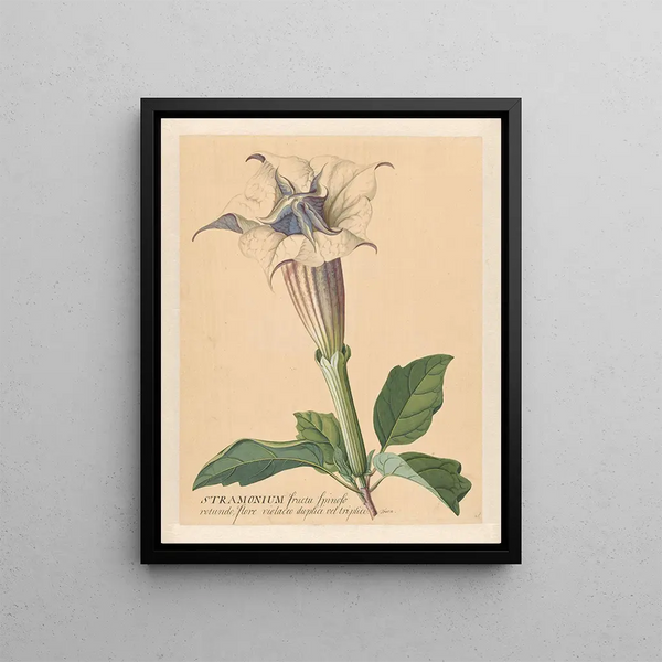 Pomme épineuse - Hendrik Schwegman — framed artwork on a wall