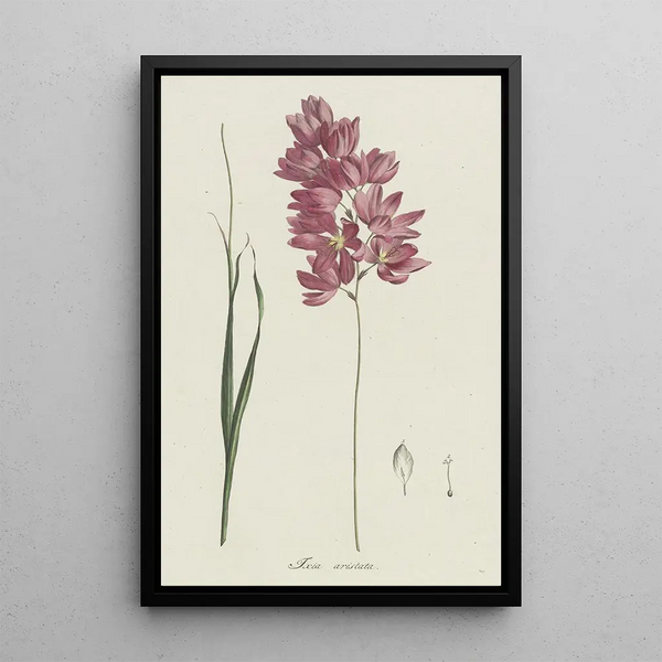 Ixia patens Aiton - Hendrik Schwegman — framed artwork on a wall