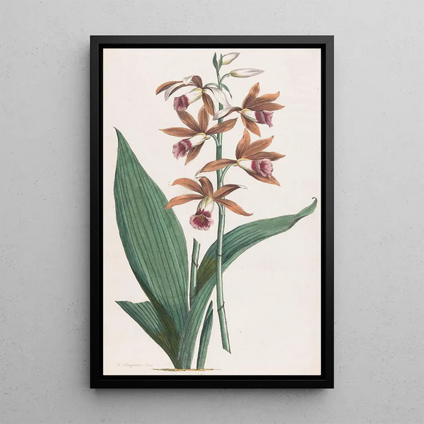Orchidée des marais - Hendrik Schwegman — framed artwork on a wall