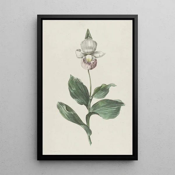 Orchidée Sabot de Vénus Cypripedium reginae Walter - Hendrik Schwegman — framed artwork on a wall