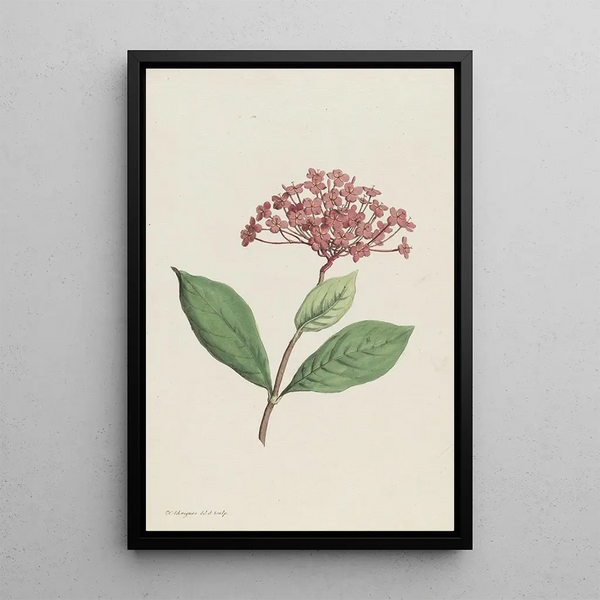 Ixora coccinea - Hendrik Schwegman — framed artwork on a wall