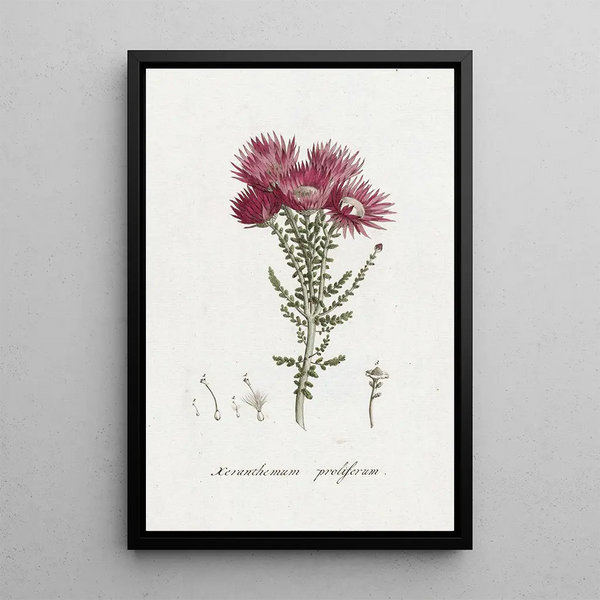 Phaenocoma prolifera - Hendrik Schwegman — framed artwork on a wall