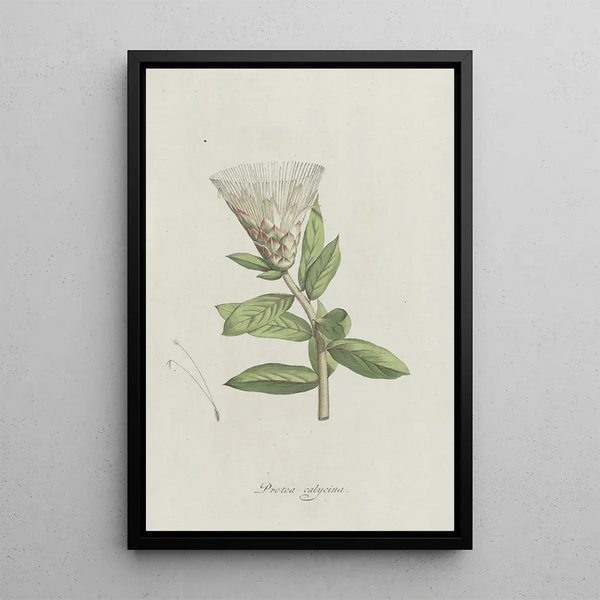 Protea - Hendrik Schwegman — framed artwork on a wall