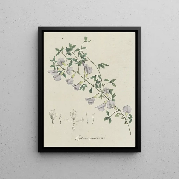 Violet Broom - Hendrik Schwegman — framed artwork on a wall