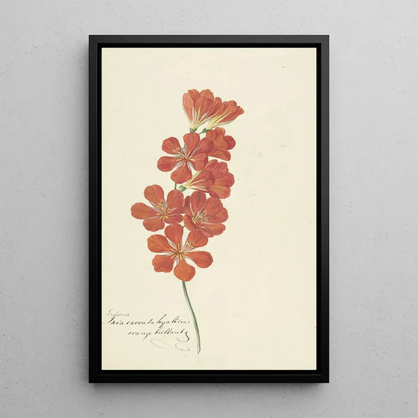 Tritonia Crocata Freesia Flame - Hendrik Schwegman — framed artwork on a wall