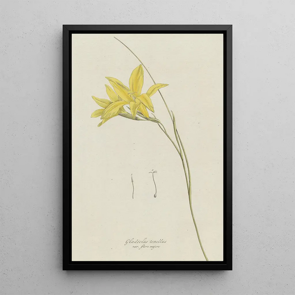 Gladiolus carinatus Aiton - Hendrik Schwegman — framed artwork on a wall