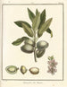 Treatise on Fruit Trees Pl01 - Henri-Louis Duhamel du Monceau — artwork view