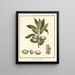 Treatise on Fruit Trees Pl01 - Henri-Louis Duhamel du Monceau — framed artwork on a wall