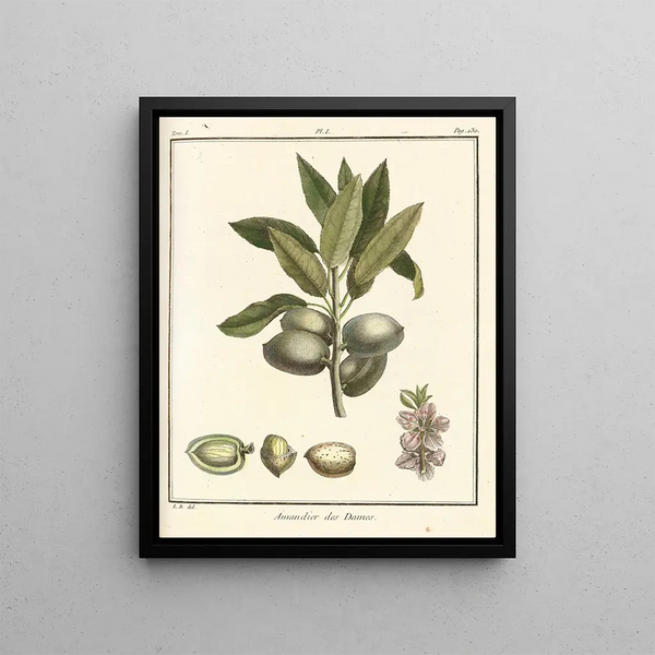 Treatise on Fruit Trees Pl01 - Henri-Louis Duhamel du Monceau — framed artwork on a wall