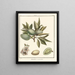 Treatise on Fruit Trees Pl02 - Henri-Louis Duhamel du Monceau — framed artwork on a wall
