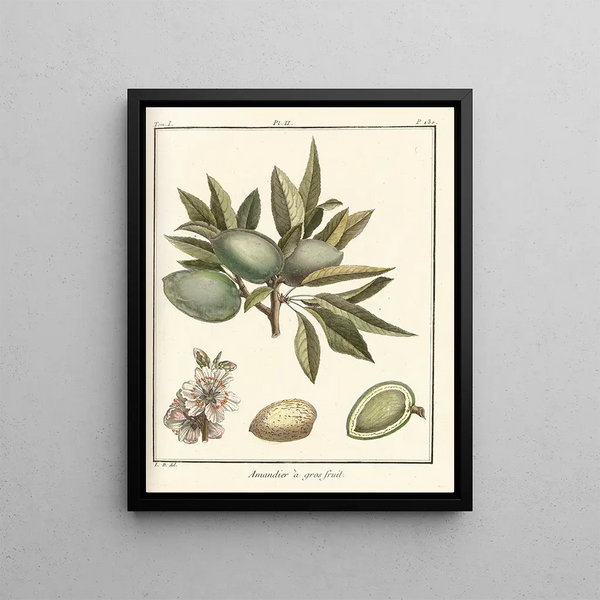 Treatise on Fruit Trees Pl02 - Henri-Louis Duhamel du Monceau — framed artwork on a wall