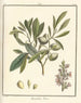 Treatise on Fruit Trees Pl03 - Henri-Louis Duhamel du Monceau — artwork view