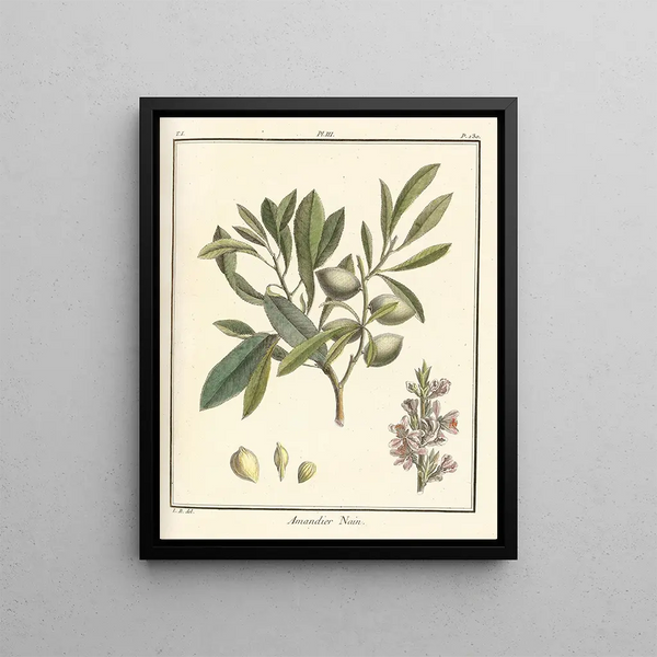 Treatise on Fruit Trees Pl03 - Henri-Louis Duhamel du Monceau — framed artwork on a wall