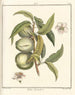 Traité des arbres fruitiers Pl04 - Henri-Louis Duhamel du Monceau — artwork view