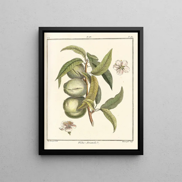 Traité des arbres fruitiers Pl04 - Henri-Louis Duhamel du Monceau — framed artwork on a wall