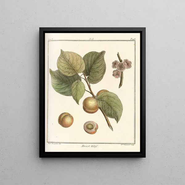 Treatise on Fruit Trees Pl05 - Henri-Louis Duhamel du Monceau — framed artwork on a wall