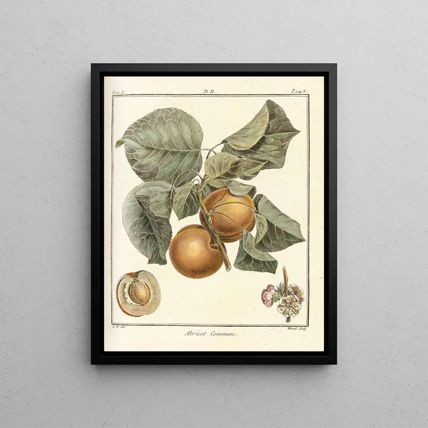 Treatise on Fruit Trees Pl06 - Henri-Louis Duhamel du Monceau — framed artwork on a wall