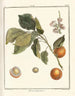 Treatise on Fruit Trees Pl07 - Henri-Louis Duhamel du Monceau — artwork view