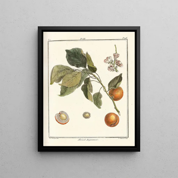 Treatise on Fruit Trees Pl07 - Henri-Louis Duhamel du Monceau — framed artwork on a wall