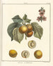 Treatise on Fruit Trees Pl08 - Henri-Louis Duhamel du Monceau — artwork view