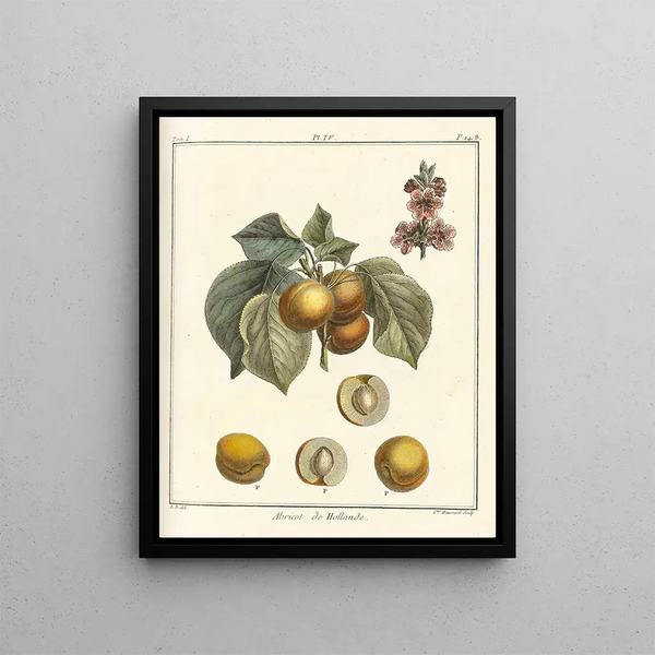 Treatise on Fruit Trees Pl08 - Henri-Louis Duhamel du Monceau — framed artwork on a wall