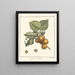 Treatise on Fruit Trees Pl09 - Henri-Louis Duhamel du Monceau — framed artwork on a wall