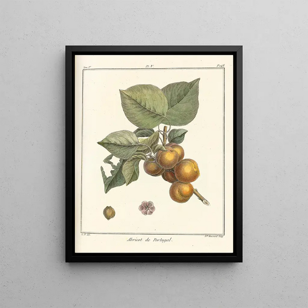 Treatise on Fruit Trees Pl09 - Henri-Louis Duhamel du Monceau — framed artwork on a wall