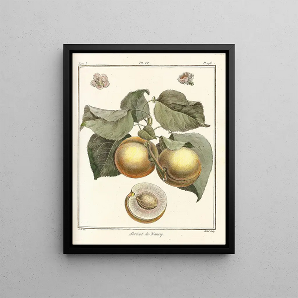 Treatise on Fruit Trees Pl10 - Henri-Louis Duhamel du Monceau — framed artwork on a wall