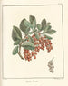 Treatise on Fruit Trees Pl11 - Henri-Louis Duhamel du Monceau — artwork view