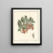 Treatise on Fruit Trees Pl11 - Henri-Louis Duhamel du Monceau — framed artwork on a wall