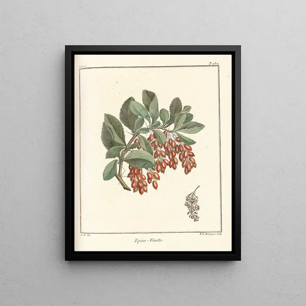 Treatise on Fruit Trees Pl11 - Henri-Louis Duhamel du Monceau — framed artwork on a wall