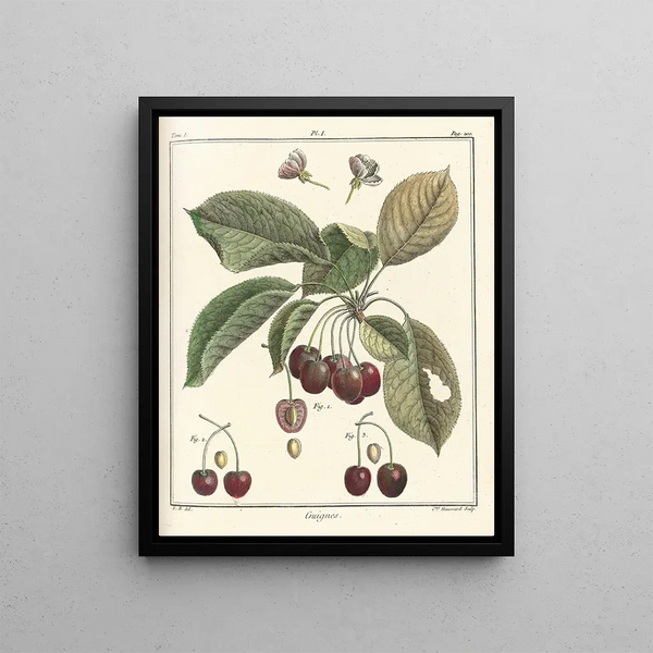 Traité des arbres fruitiers Pl12 - Henri-Louis Duhamel du Monceau — framed artwork on a wall