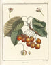 Treatise on Fruit Trees Pl13 - Henri-Louis Duhamel du Monceau — artwork view