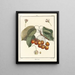 Treatise on Fruit Trees Pl13 - Henri-Louis Duhamel du Monceau — framed artwork on a wall