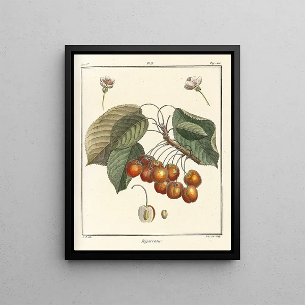Treatise on Fruit Trees Pl13 - Henri-Louis Duhamel du Monceau — framed artwork on a wall
