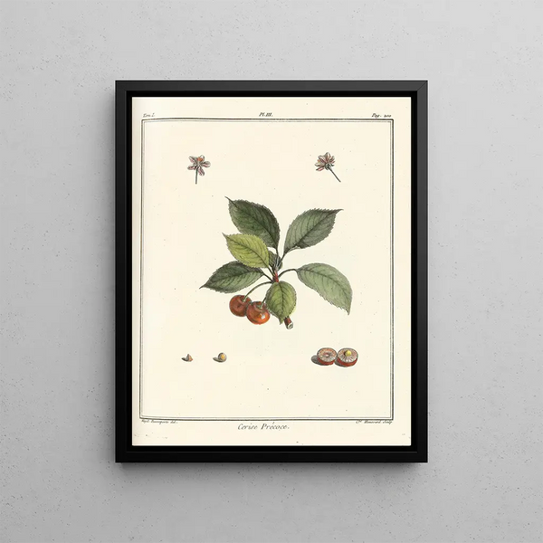 Treatise on Fruit Trees Pl14 - Henri-Louis Duhamel du Monceau — framed artwork on a wall