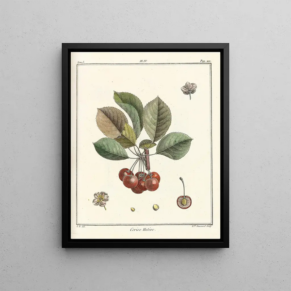 Treatise on Fruit Trees Pl15 - Henri-Louis Duhamel du Monceau — framed artwork on a wall