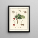 Traité des arbres fruitiers Pl16 - Henri-Louis Duhamel du Monceau — framed artwork on a wall