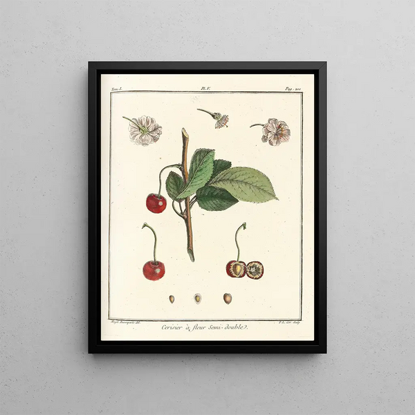 Traité des arbres fruitiers Pl16 - Henri-Louis Duhamel du Monceau — framed artwork on a wall