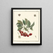 Treatise on Fruit Trees Pl17 - Henri-Louis Duhamel du Monceau — framed artwork on a wall