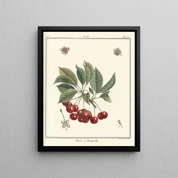 Treatise on Fruit Trees Pl17 - Henri-Louis Duhamel du Monceau — framed artwork on a wall